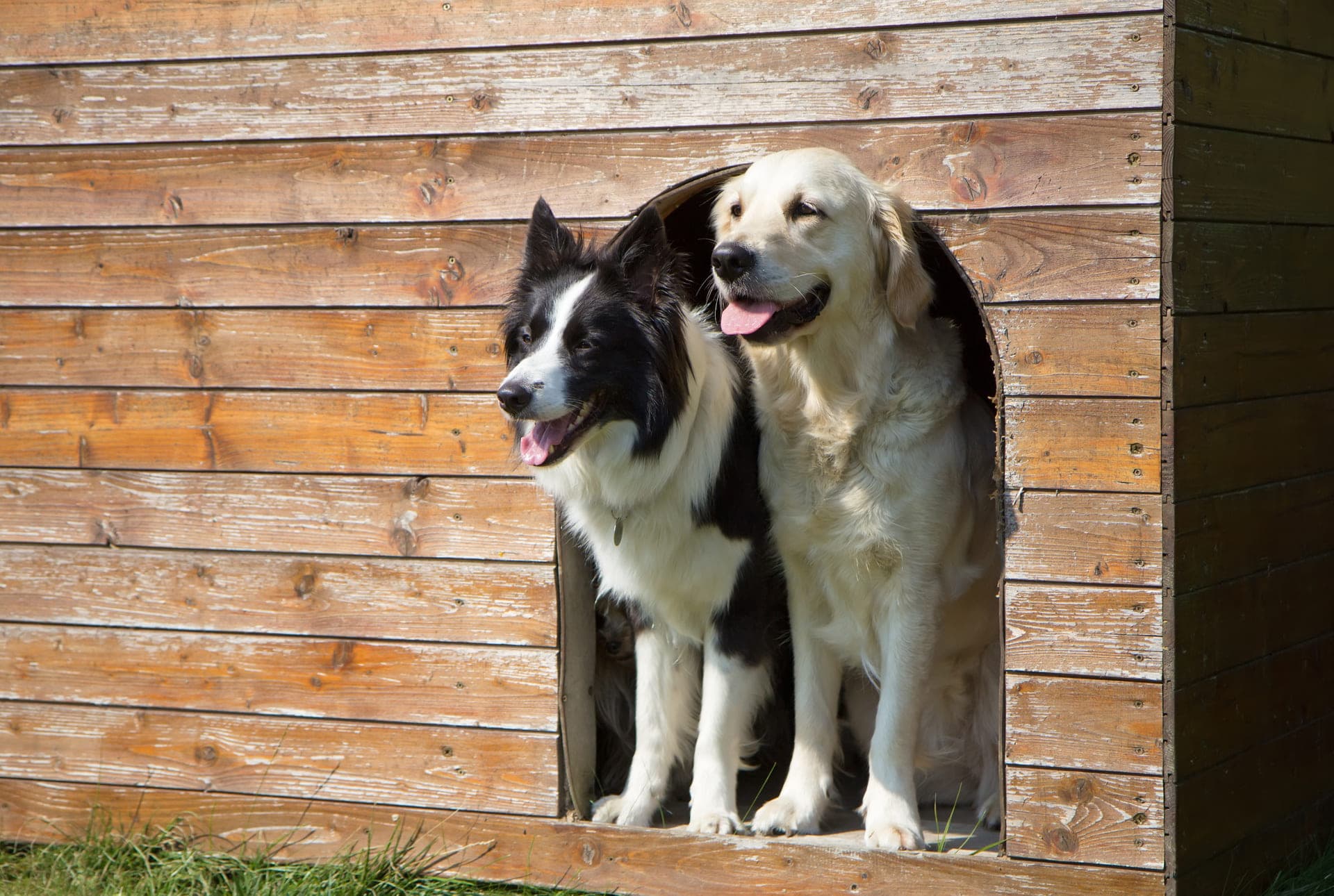 Happy dog enjoying daycare at 4 Paws Pet Resort