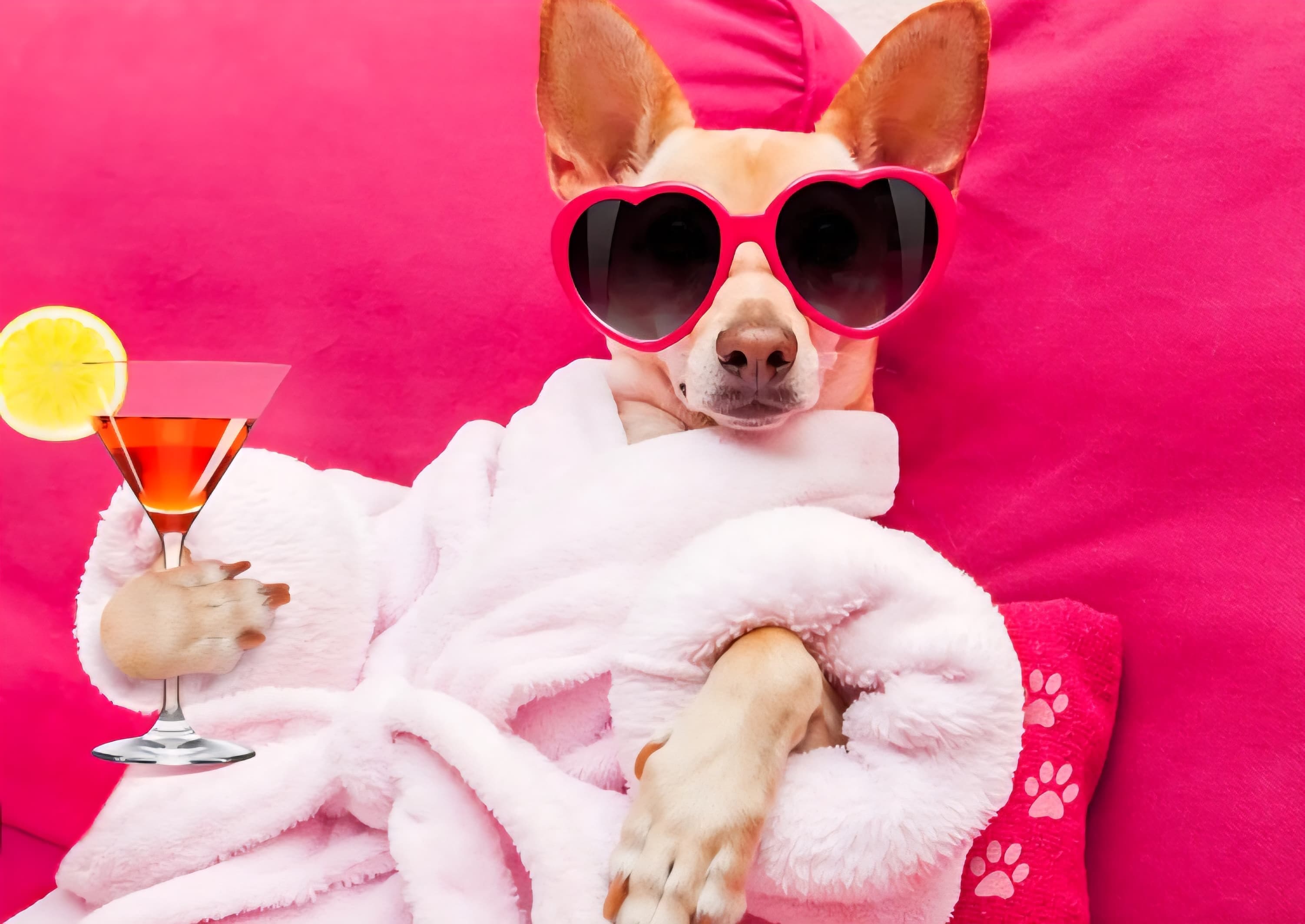 Dog and cat relaxing at 4 Paws Pet Resort