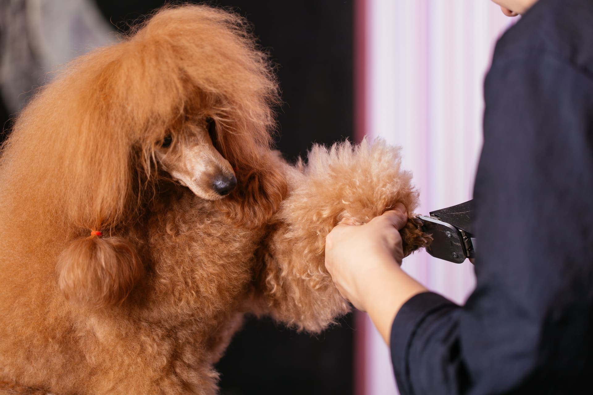 Happy dog and cat at 4 Paws Pet Resort